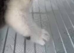 Enlace a Yo entrando a discutir sabiendo que tengo cero argumentos pero muchas ganas, por @Farmaenfurecida