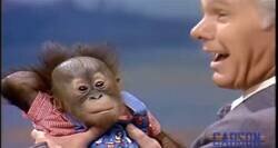 Enlace a Que sí que sí, por @valormental