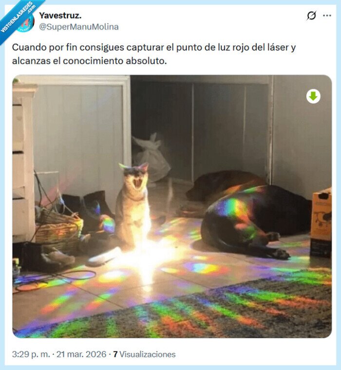 punto,rojo,l&aacute;ser,gato,conocimiento