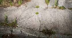 Enlace a Así sería Springfield si Homer hubiera pulsado el botón de 