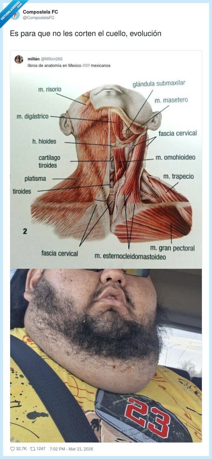 anatom&iacute;a,cuello,hombre,m&uacute;sculos