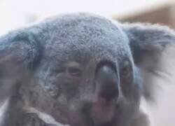 Enlace a Ni p*ta gracia, por @anonimo_jones