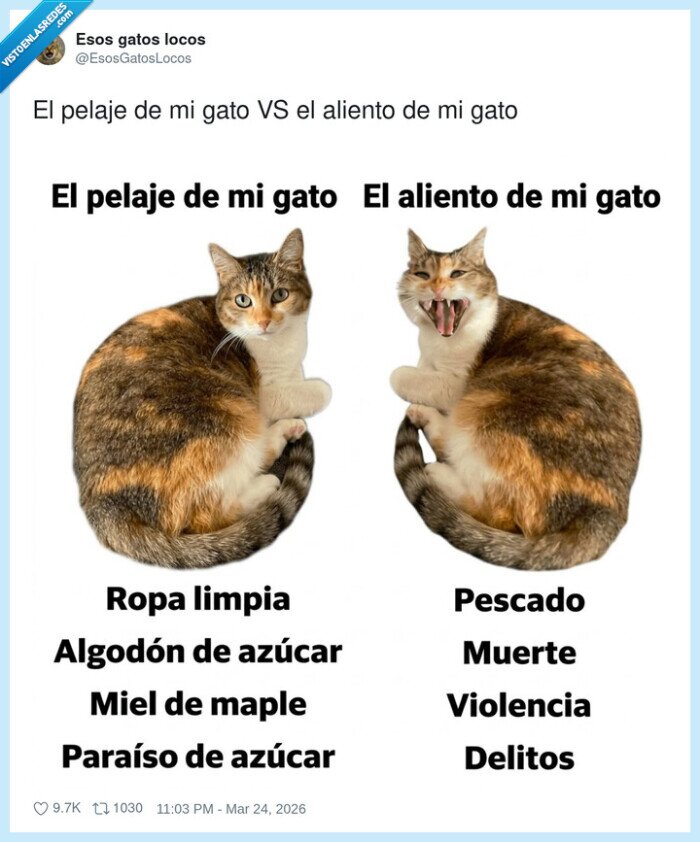 gato,aliento,pelaje,pescado,mascotas
