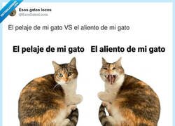 Enlace a Mi gato: por fuera suavizante, por dentro terrorismo marino, por @EsosGatosLocos