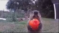 Enlace a Cuatro años robándote la cosecha y vacilando, por @En_jupiter_