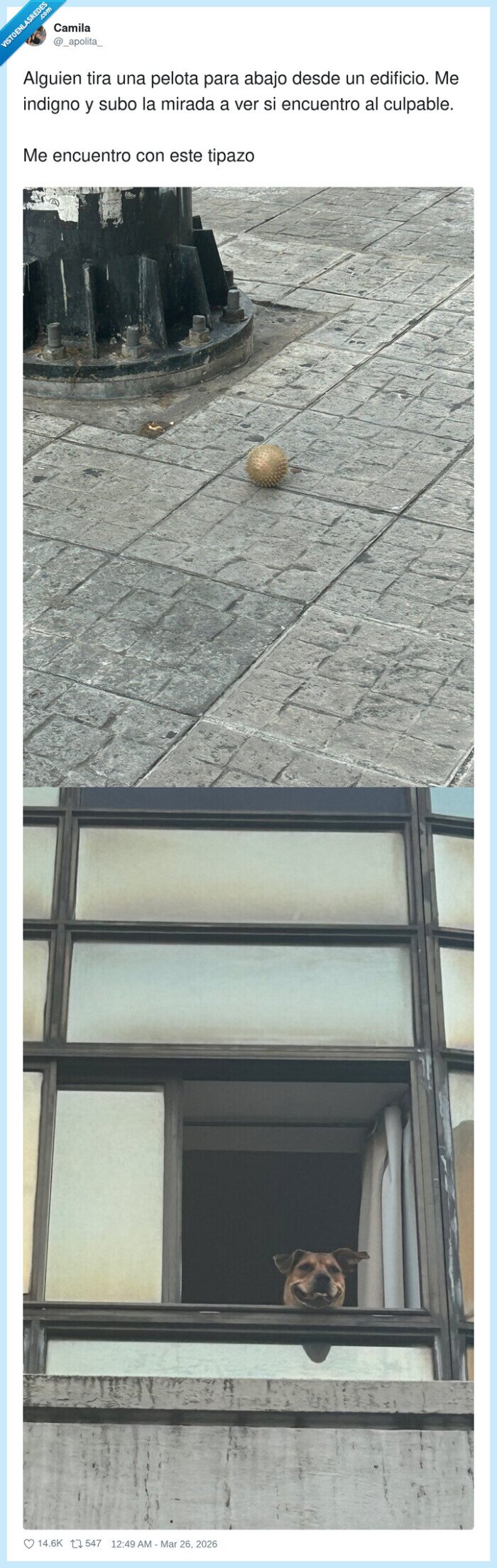 perro,ventana,pelota,edificio,culpable
