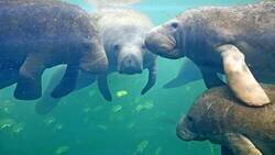 Enlace a Se mueven menos que yo un domingo después de haber salido de fiesta, por @RincnCuriosoo