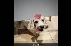 Enlace a Sé que el dueño tiene el mismo corte de pelo: no tengo pruebas, pero tampoco dudas, por @ceciarmy