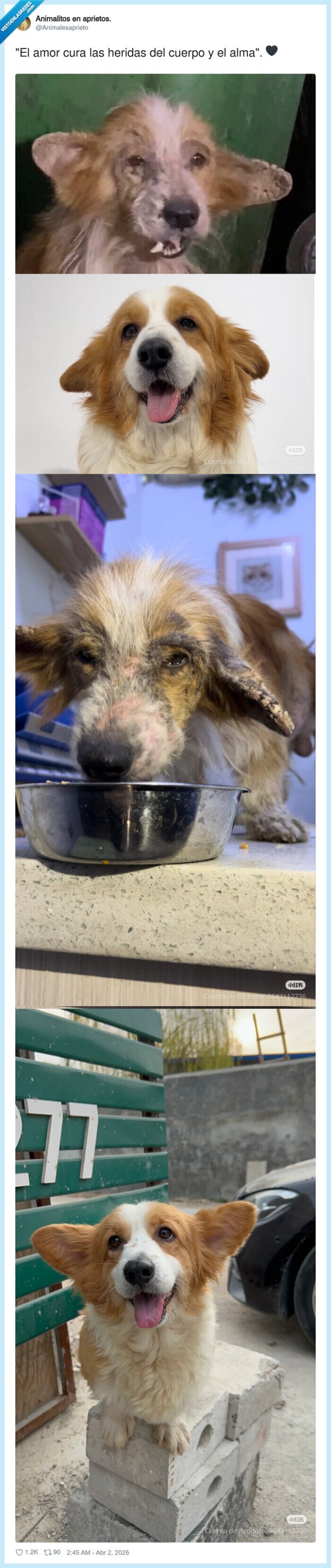 amor,perro,veterinario,transformaci&oacute;n,antesydespu&eacute;s