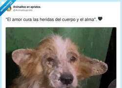 Enlace a El amor cura… pero el veterinario también pone lo suyo, por @Animalesaprieto