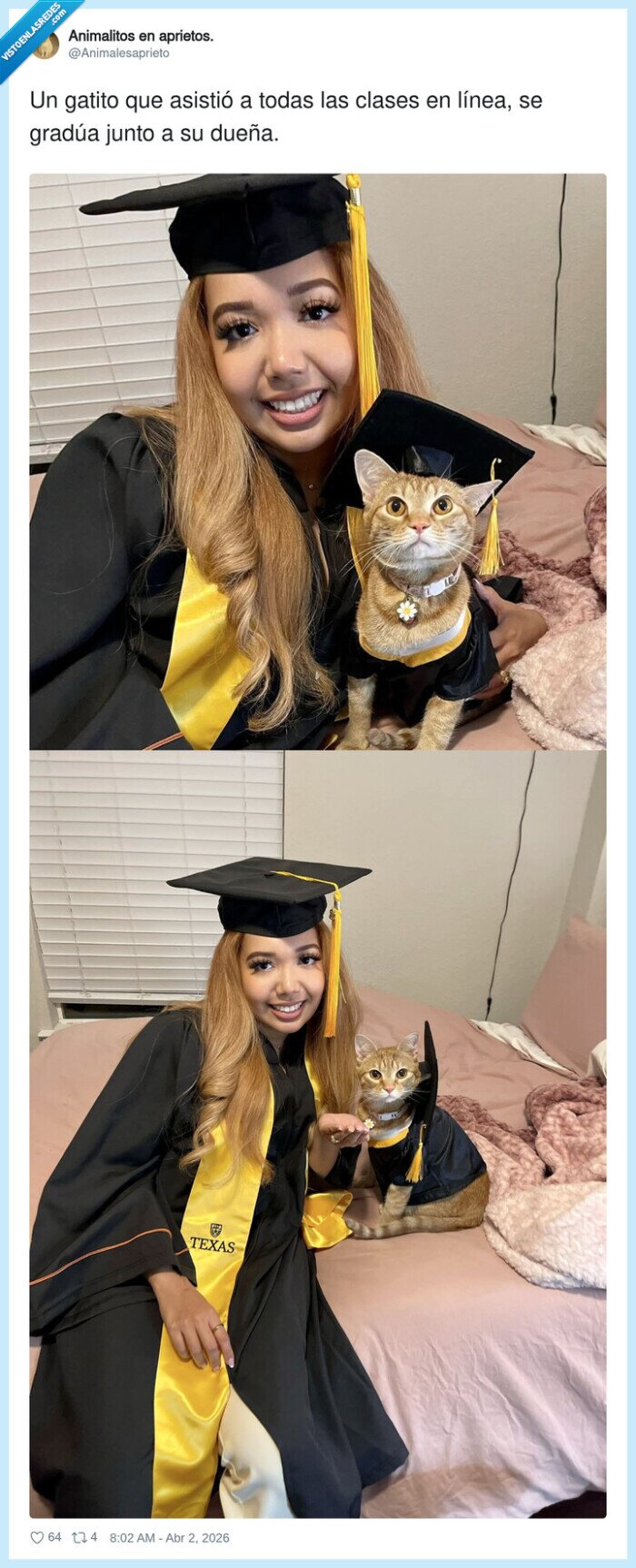 gatito,graduacion,clases,online,due&ntilde;a