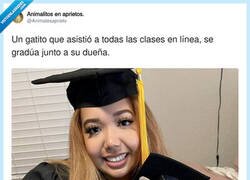 Enlace a Yo me he graduado… pero el que se ha comido todas las clases online es el gato, por @Animalesaprieto