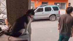 Enlace a Yo no soy religioso, pero si me bendice un gato ya me caso con la fe, por @Animalesaprieto