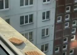 Enlace a Diferencia entre la precisión de una gaviota y un cuervo, por @wydmara