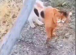 Enlace a Mi madre me dijo que me generé en una noche muy loca