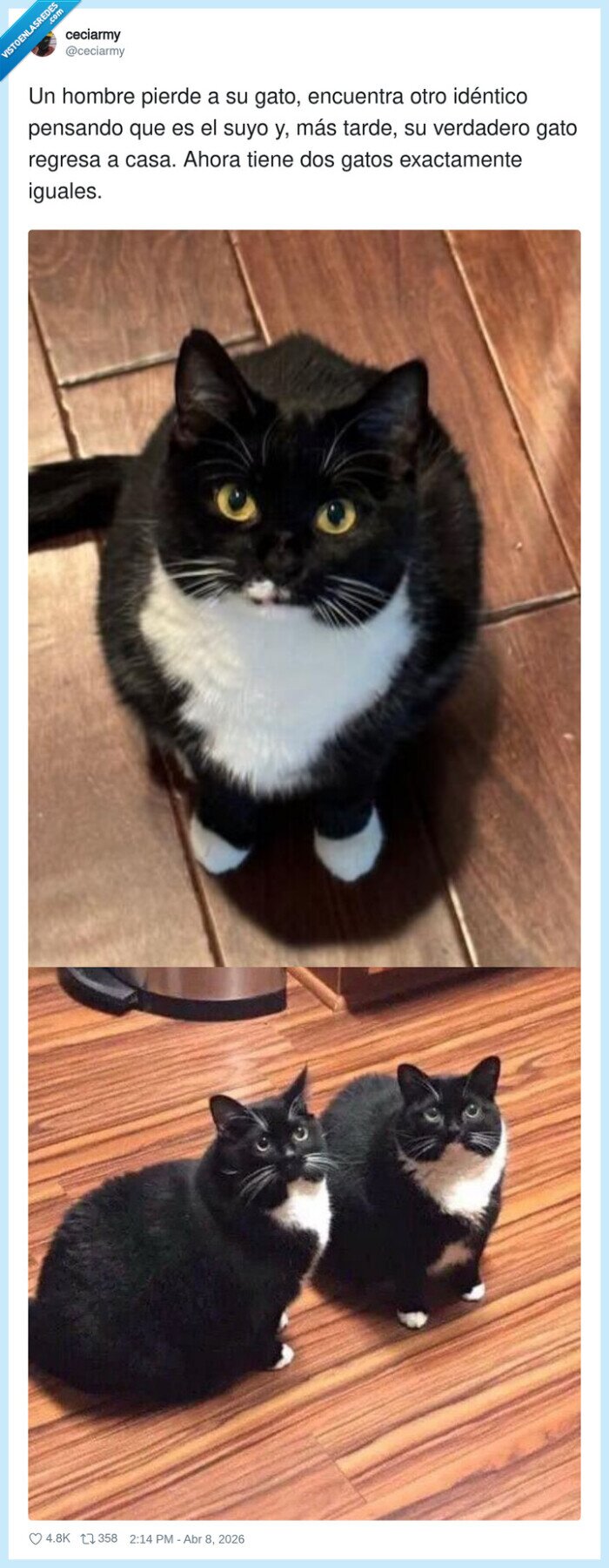 gatos,clon,confusi&oacute;n,hogar,adopci&oacute;n