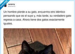 Enlace a Perdí al gato y el universo me hizo un “2x1” sin avisar, por @ceciarmy