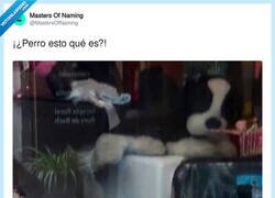 Enlace a El marketing de mascotas ya se ha ido a vivir a Cuenca, por @MastersOfNaming