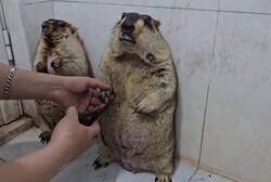 Enlace a Durante el corte de uñas, una marmota parece haber aceptado ya su destino… mientras que la otra entra en pánico con cada tijeretazo