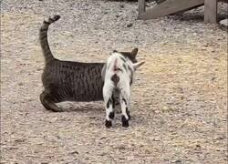 Enlace a No sabe que la cabra lo quiere tirar al suelo, por @therealbuni