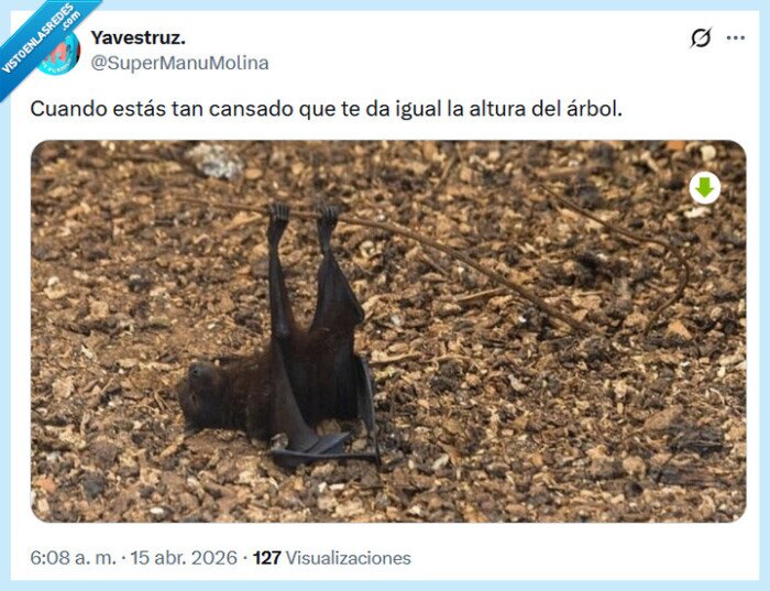 &aacute;rbol,murci&eacute;lago