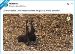 Enlace a Donde sea por @supermanumolina