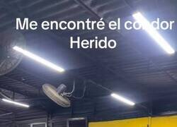 Enlace a Pero qué movimiento de alas más fluido