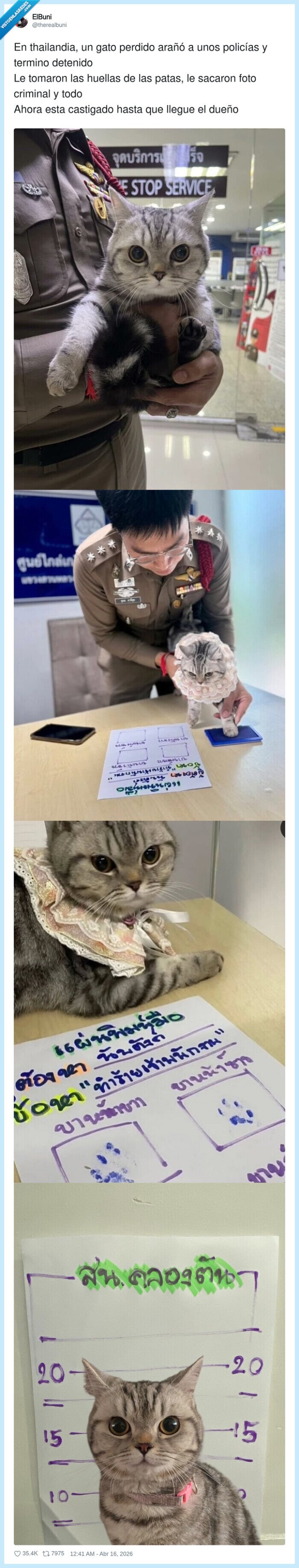 gato,polic&iacute;a,huella,fotograf&iacute;a,castigo