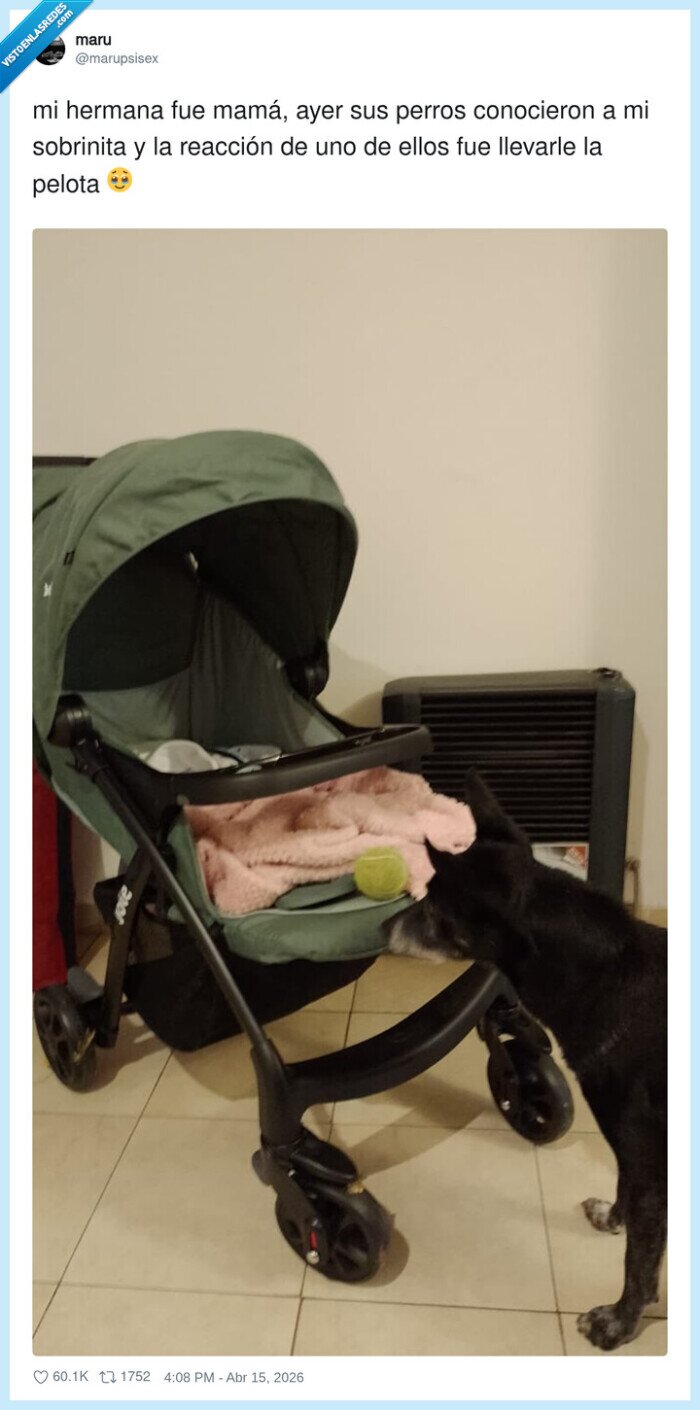 perro,beb&eacute;,pelota,carrito,familia