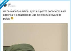 Enlace a Perfecto, ya que estáis… me la tiráis y así os vais entrenando, por @marupsisex