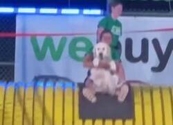 Enlace a Es mi protector, por @DiloConPerritos