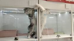 Enlace a Los que se pelean se desean, por @Animalesaprieto