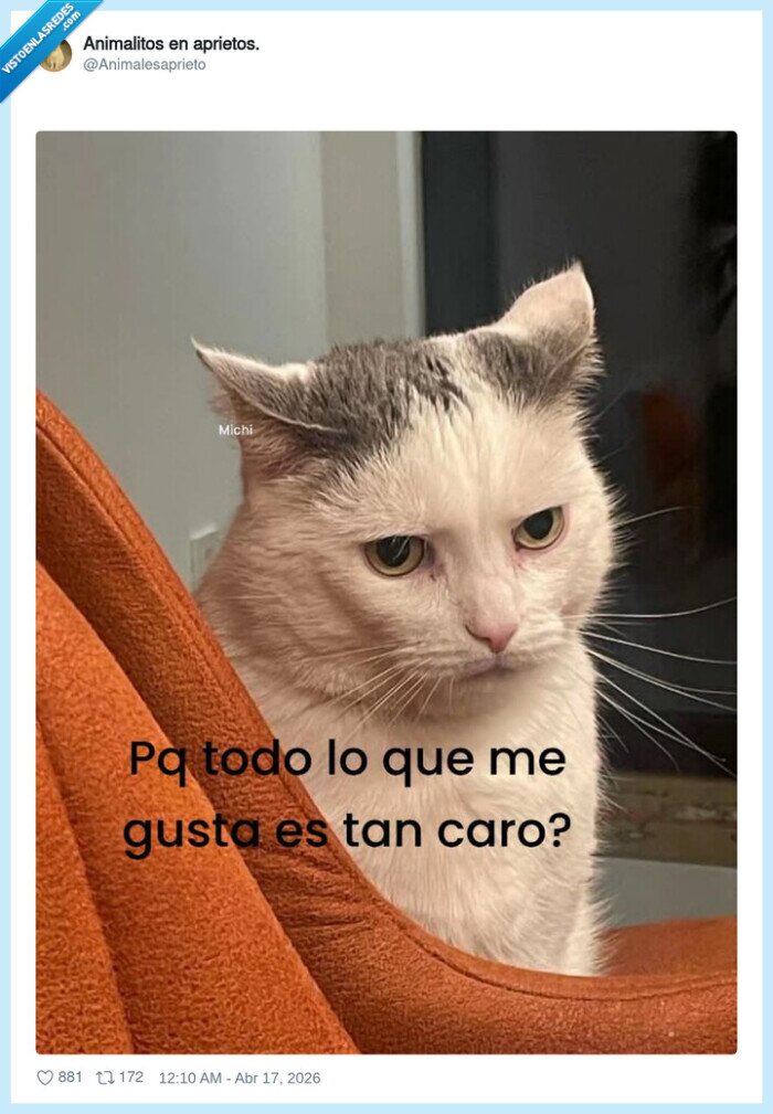 gato,preguntar,caro,decepcionado,duda