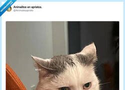 Enlace a La vida adulta: pagar más por lo que encima te sienta mal, por @Animalesaprieto