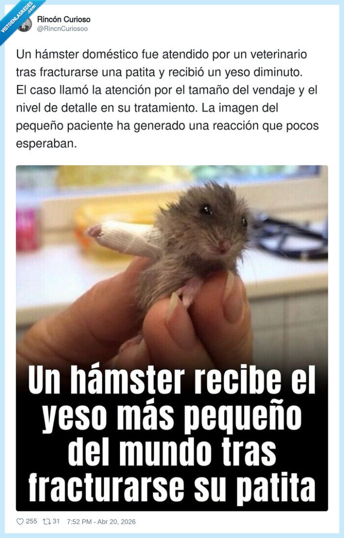 h&aacute;mster,yeso,veterinario,miniatura,baja