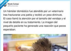 Enlace a Es que no se puede ser más cuqui, por @RincnCuriosoo