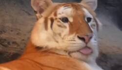 Enlace a El tigre que hay en mí: blep y a seguir tumbado, por @anonimo_jones