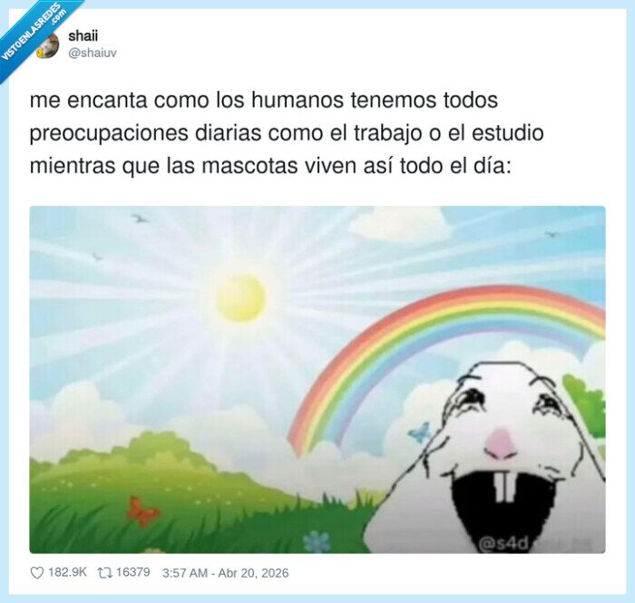 mascotas,trabajo,preocupaciones,tranquilidad,absurdo