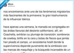 Enlace a De Coachella a la Feria, por @XMihura