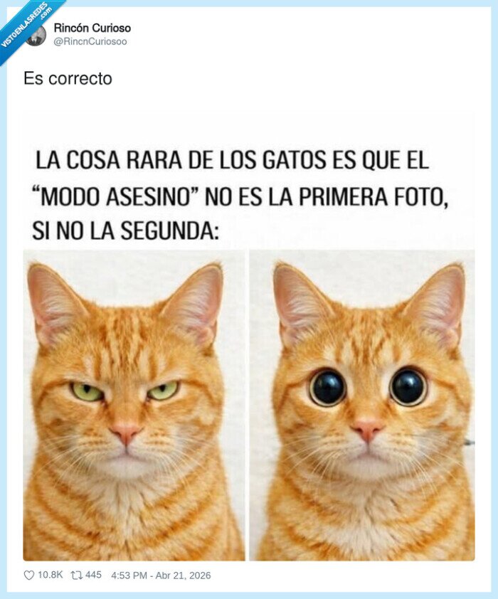 gatos,mirada,culpable,mascotas,humor