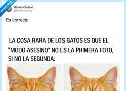 Enlace a No sé qué da más miedo: su cara de ‘te mato’ o la de ‘ay, yo no he sido’, por @RincnCuriosoo