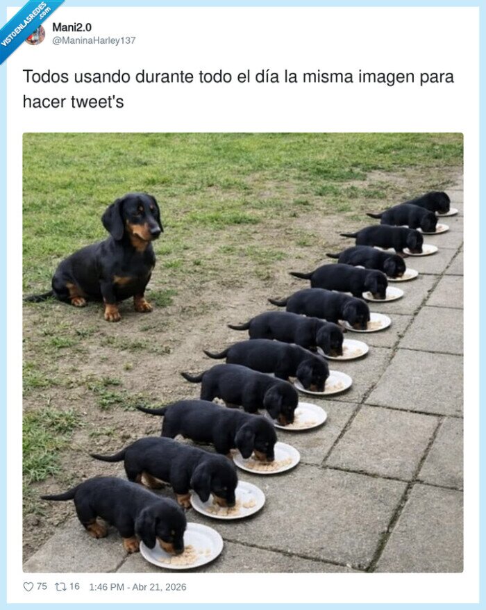 perros,cachorros,comiendo,familia