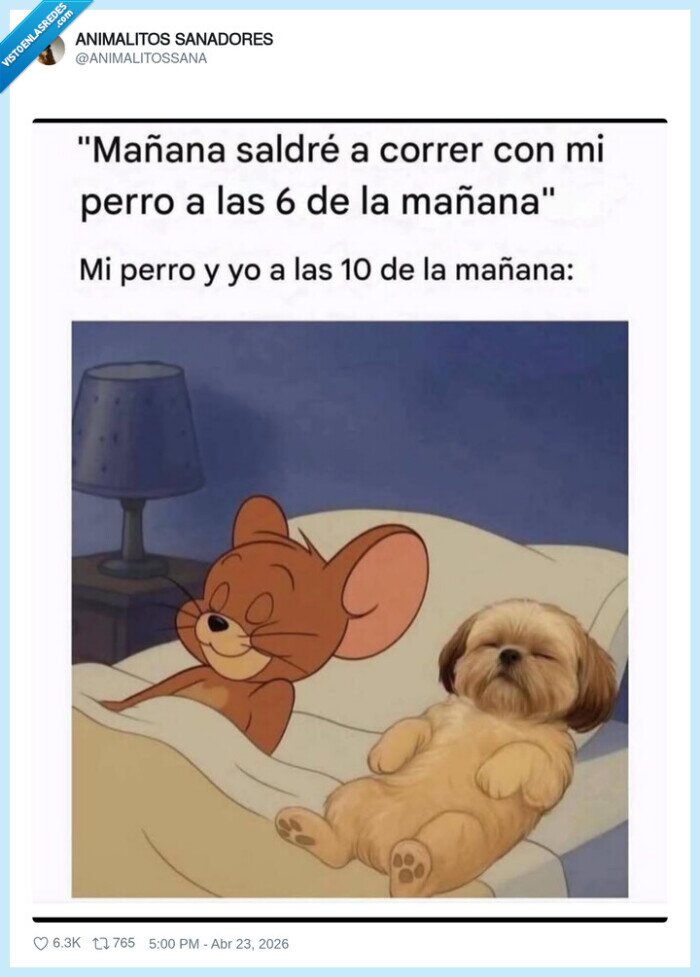 perro,cama,pereza,correr,ma&ntilde;ana