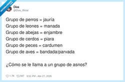 Enlace a Grupo de asnos = reunión de vecinos, por @Dios_0ficial