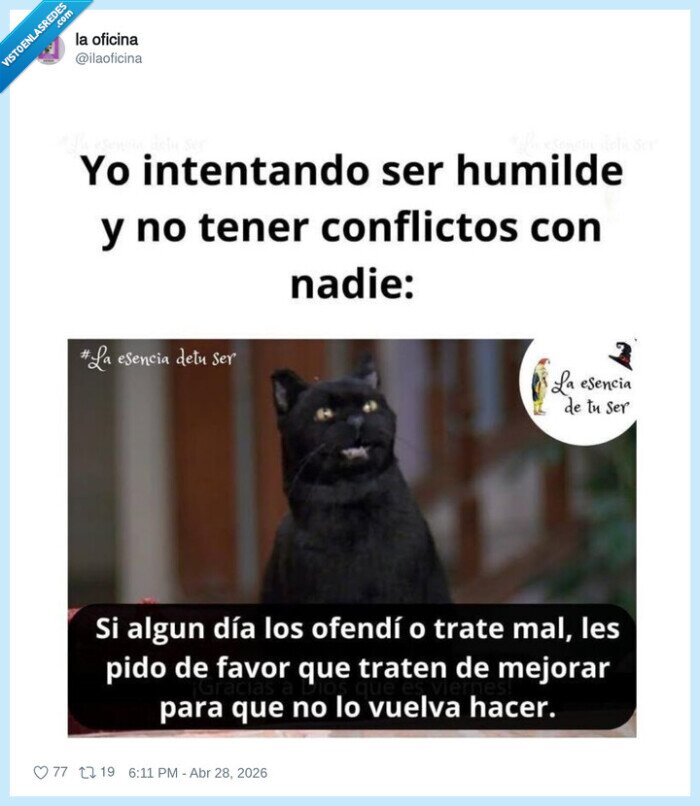 humildad,conflictos,gato,reconocimiento,cortes&iacute;a