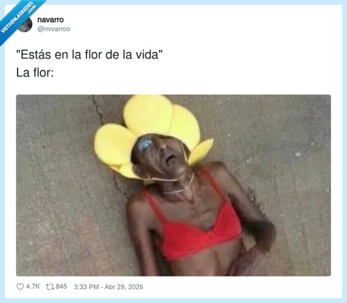 vida,flor,cara,gafas