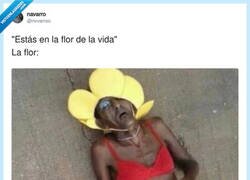 Enlace a Sí, en la flor… pero la de plástico de los chinos y ya sin pilas, por @nvvarroo