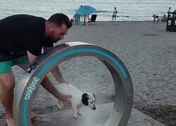 Enlace a Yo pagando un spa y el perro creyendo que le estoy bautizando, por @Animalesaprieto