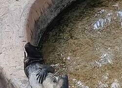 Enlace a Disimula, allí viene la chica que te gusta… y tú ya vas por el modo lagarto sexy, por @jcarlos2001
