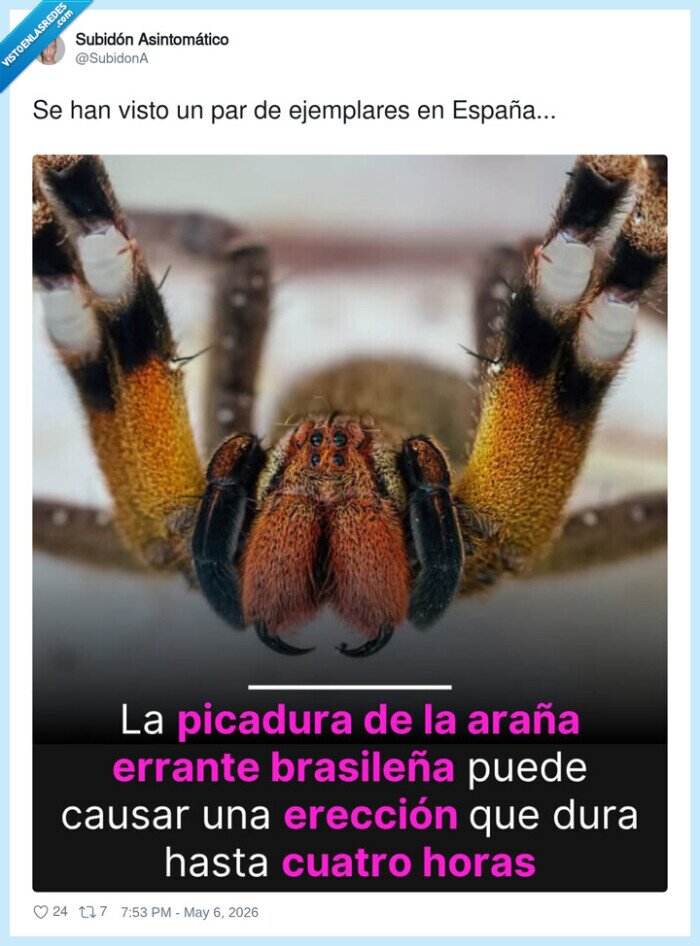 ara&ntilde;a,picadura,Espa&ntilde;a,ereci&oacute;n,viral